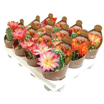 Echinocereus triglochidiatus mojavensis f. inermis