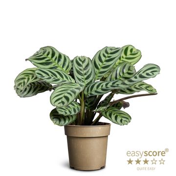 Ctenanthe burle-marxii