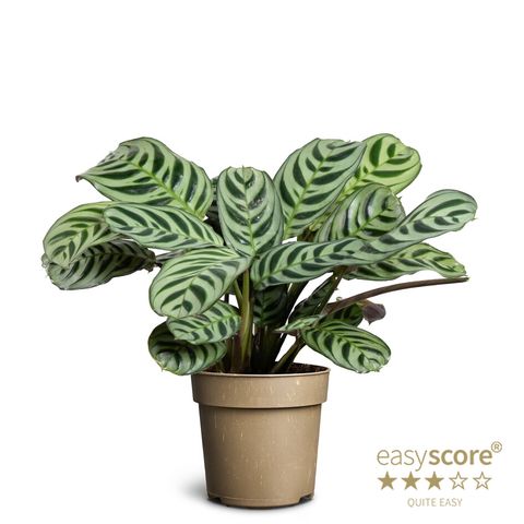 Ctenanthe burle-marxii