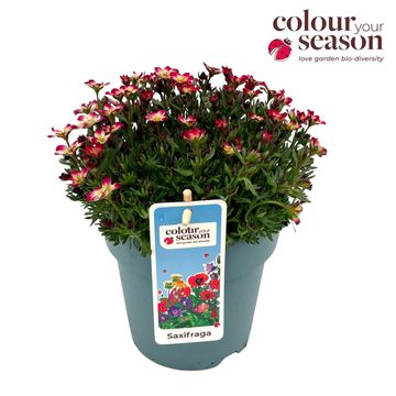 Saxifraga MARTO PICOTEE RED