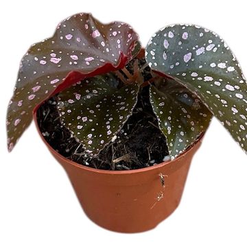 Begonia palmata