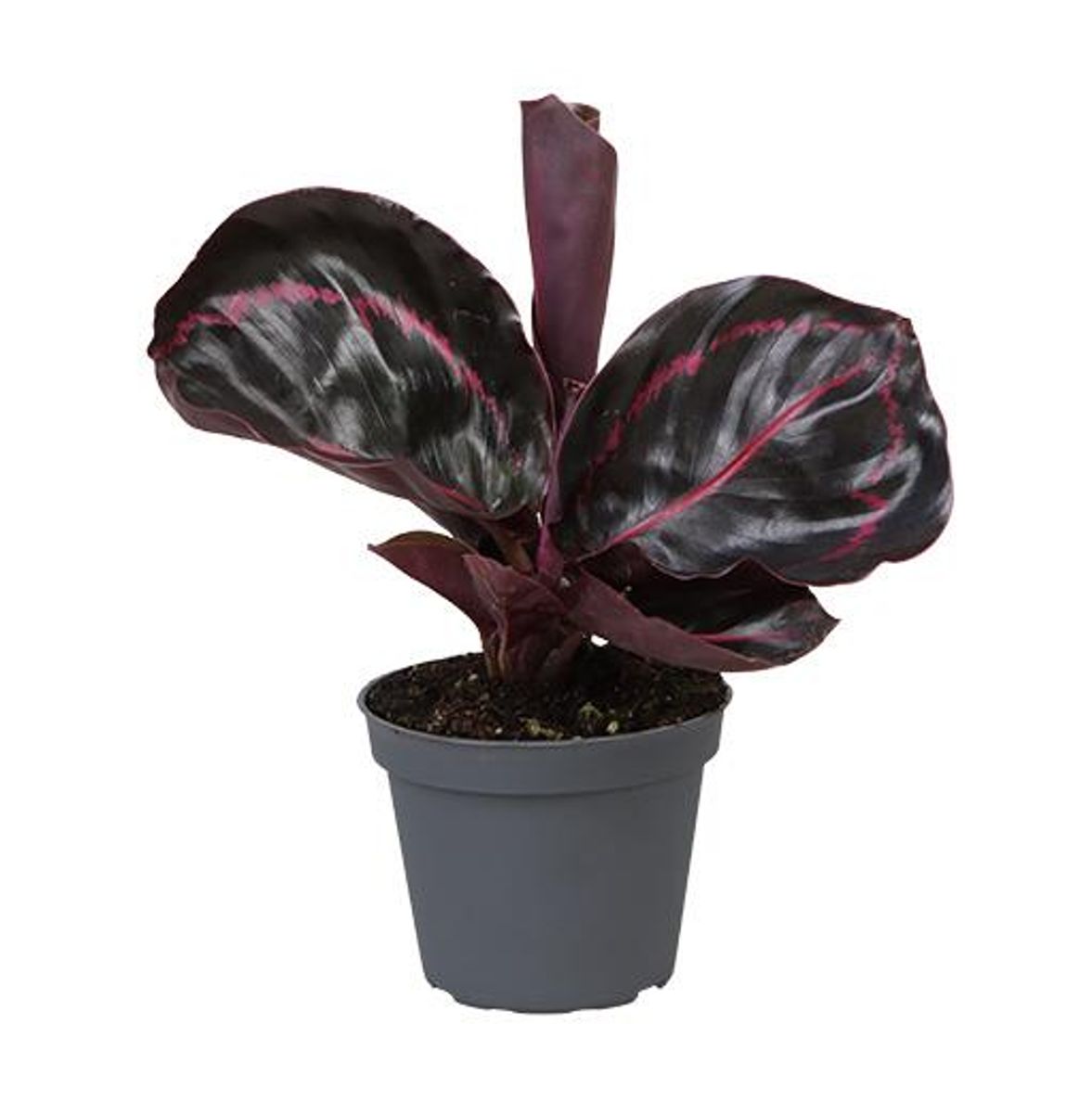 Calathea roseopicta 'Dottie'