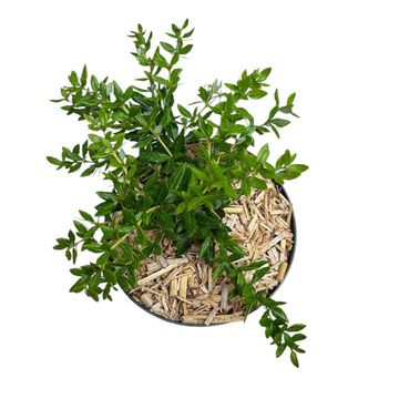 Berberis x frikartii 'Amstelveen'