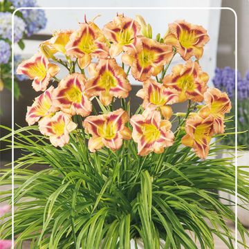 Hemerocallis 'London Eye'