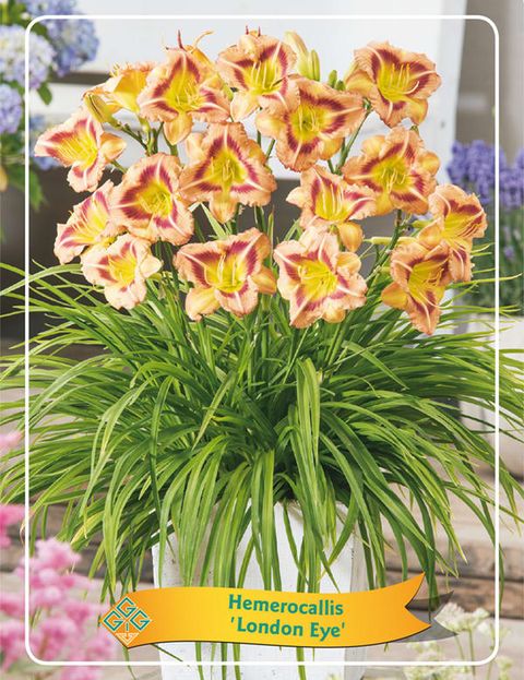 Hemerocallis 'London Eye'