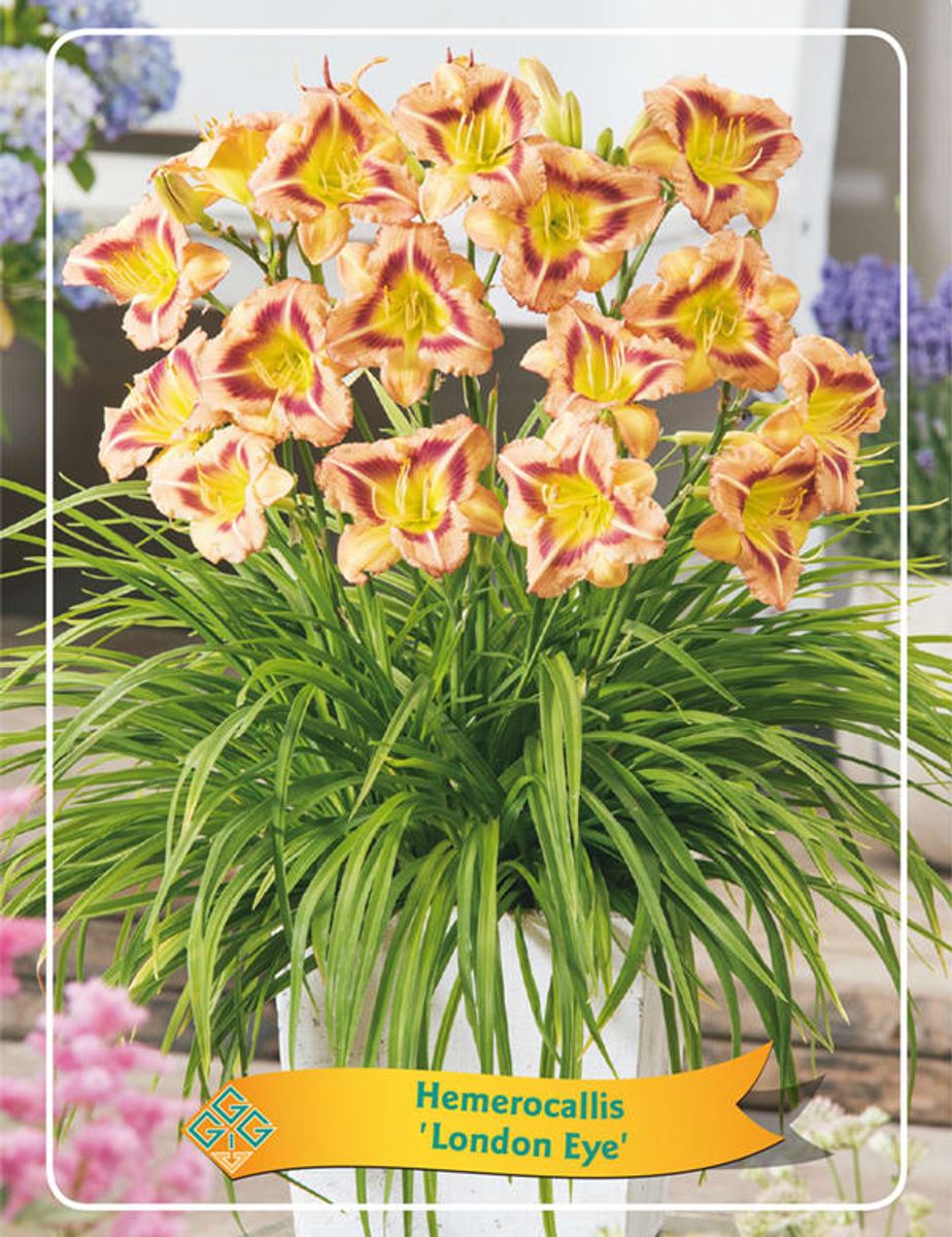 Hemerocallis London Eye Pflanzengro Handel Floraccess