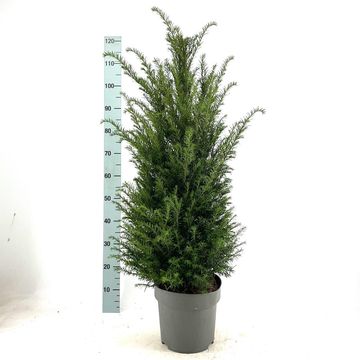 Taxus baccata