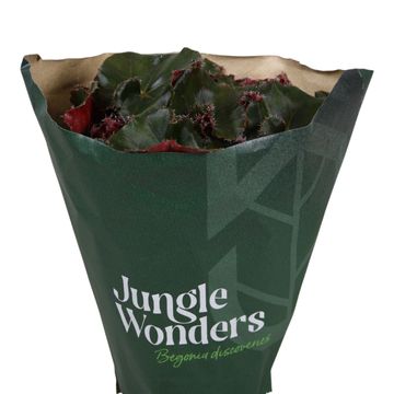 Begonia JUNGLE WONDER BLACK