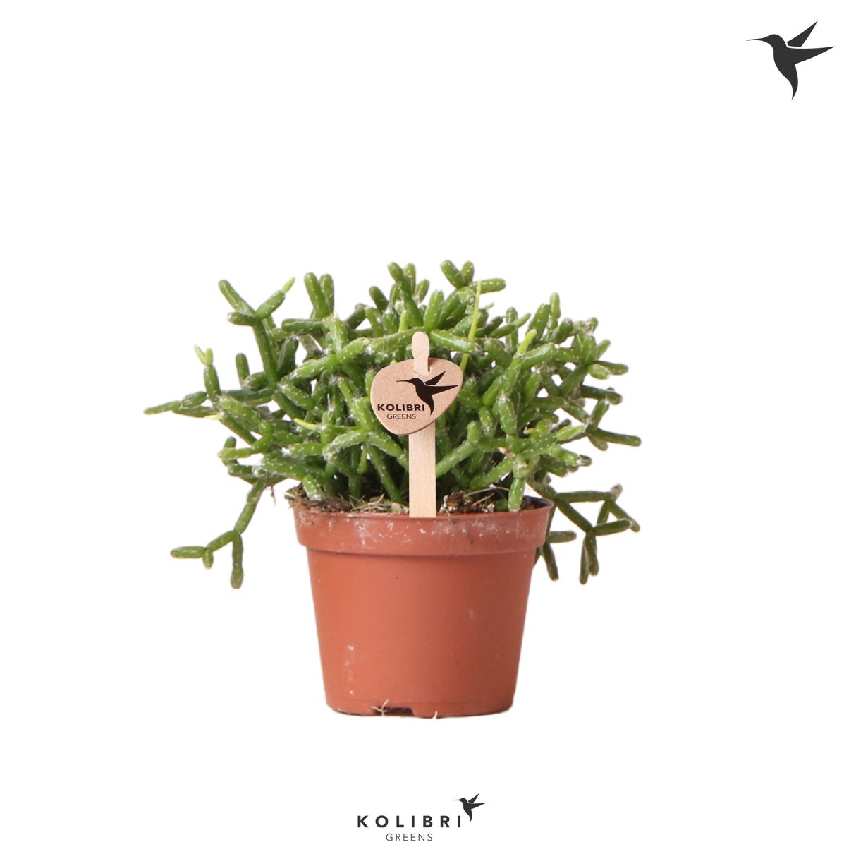 Rhipsalis cereuscula GOLD — Plant Wholesale FlorAccess