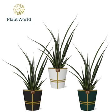 Sansevieria kirkii FRIENDS