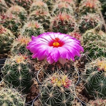 Thelocactus bicolor