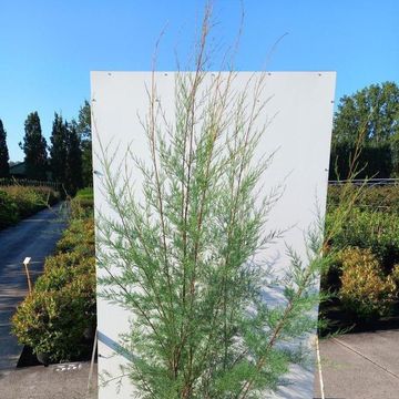 Tamarix 'Hulsdonk White'