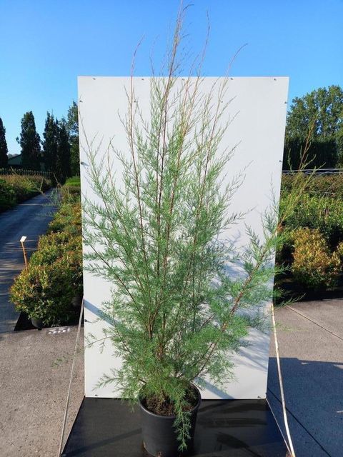 Tamarix 'Hulsdonk White'