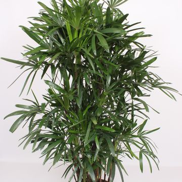 Rhapis excelsa