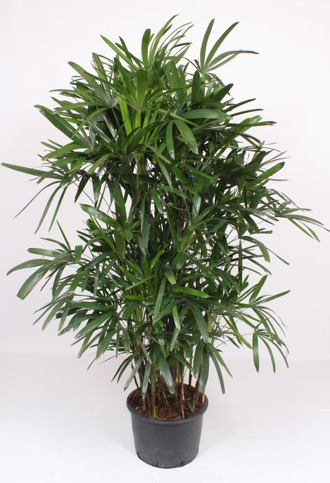 Rhapis excelsa