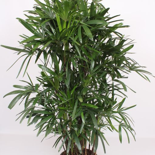 Rhapis excelsa