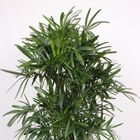 Rhapis excelsa