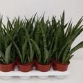 Sansevieria zeylanica 'Greenline'