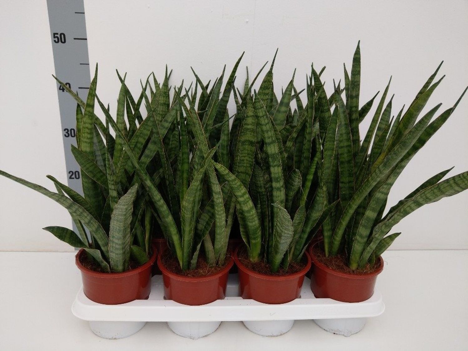 Sansevieria Zeylanica Greenline — Grossiste En Plantes Floraccess 