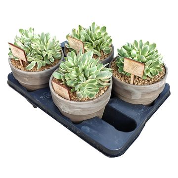 Crassula 'Moneymaker Variegata'