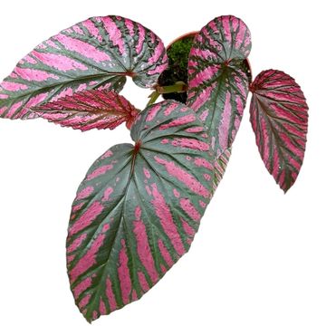 Begonia brevirimosa