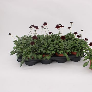 Cosmos atrosanguineus CHOCAMOCHA