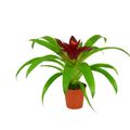 Guzmania 'Intro'