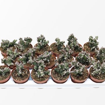 Monvillea spegazzinii cristata
