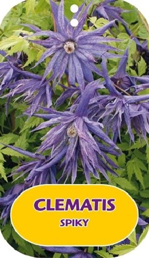 Clematis SPIKY (A)