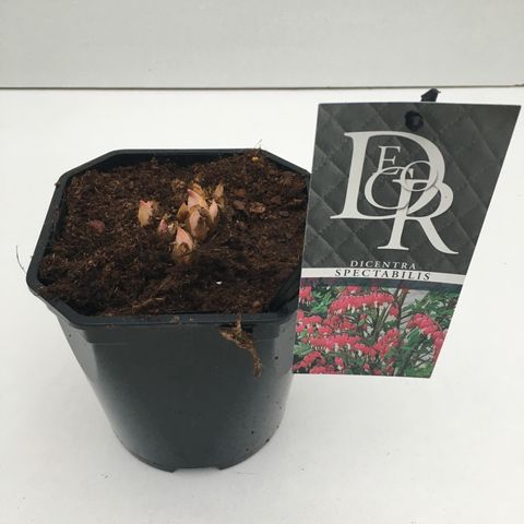 Dicentra spectabilis