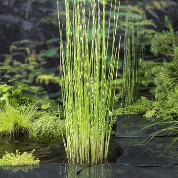 Schoenoplectus tabernaemontani 'Zebrinus'