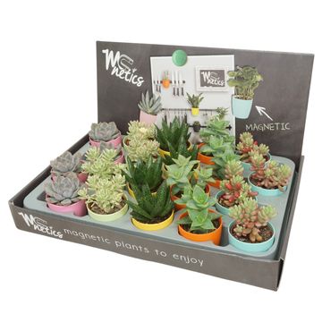 Succulents MIX