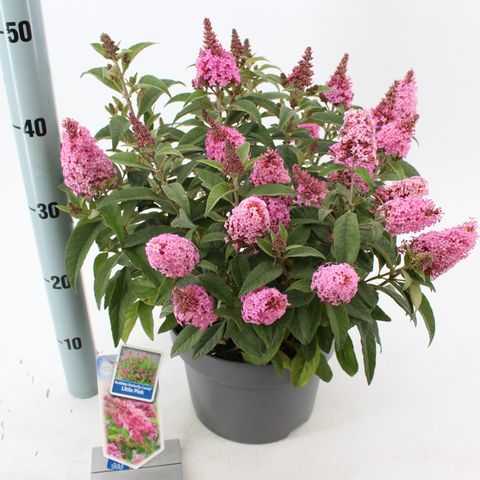 Buddleja davidii BUTTERFLY CANDY LITTLE PINK