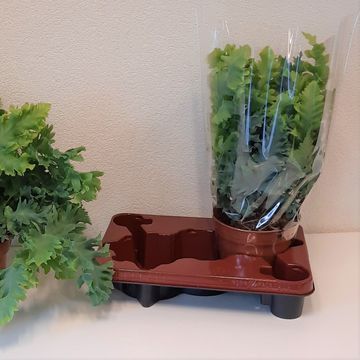 Phlebodium aureum DAVANA