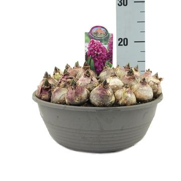 Hyacinthus orientalis 'Miss Saigon'