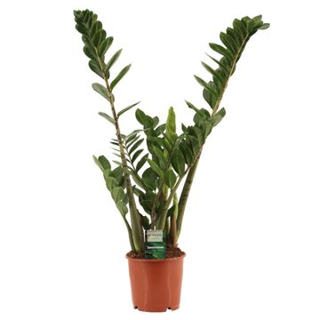 Zamioculcas zamiifolia