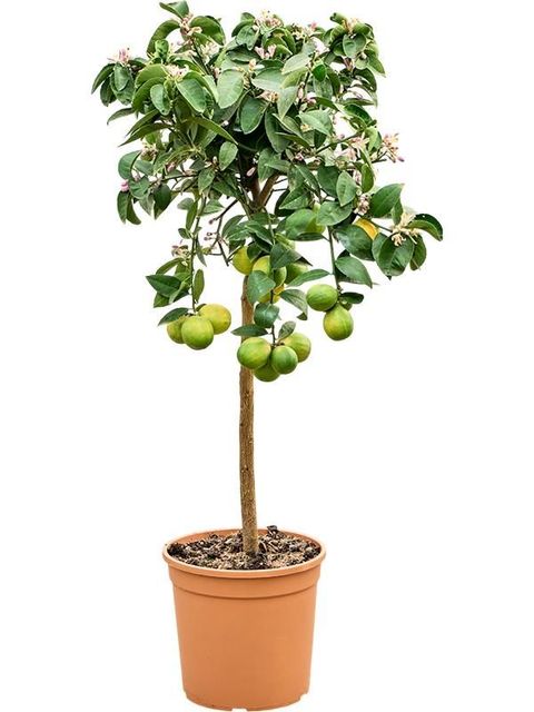 Citrus x limon 'Meyer'