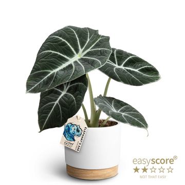 Alocasie 'Black Velvet'