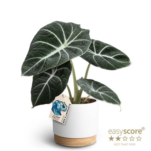 Alocasie 'Black Velvet'