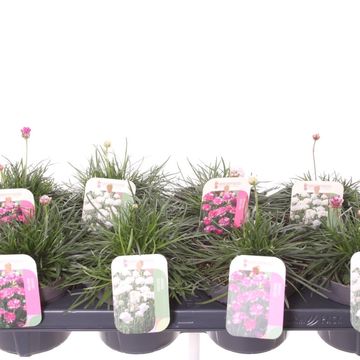 Armeria maritima MIX