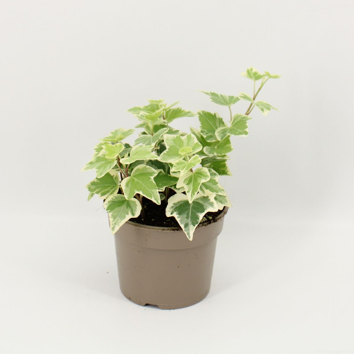 Hedera helix 'White Wonder' — Plant Wholesale FlorAccess