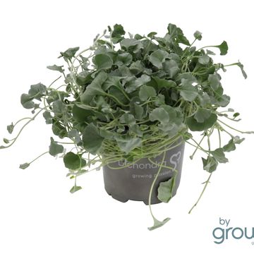 Dichondra argentea 'Silver Falls'