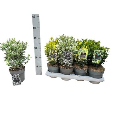 Euonymus japonicus MIX