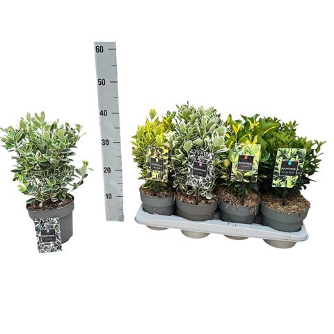 Euonymus japonicus MIX