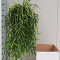 Rhipsalis micrantha