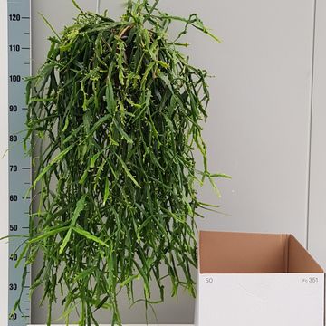 Rhipsalis micrantha