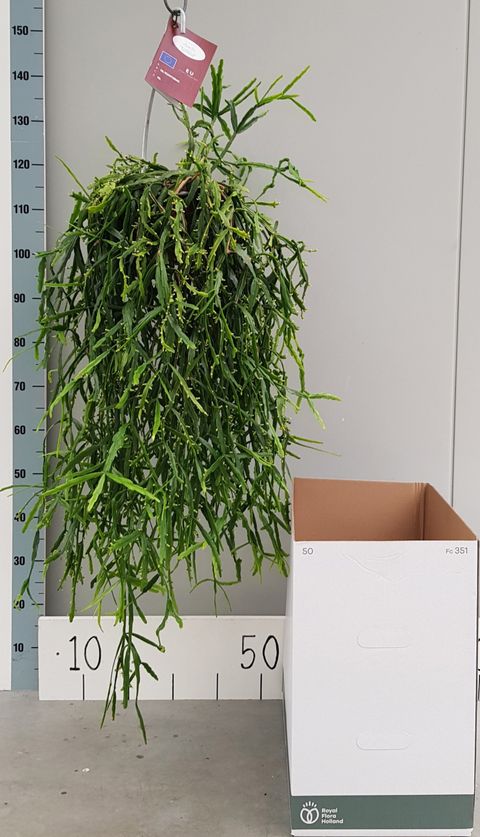 Rhipsalis micrantha