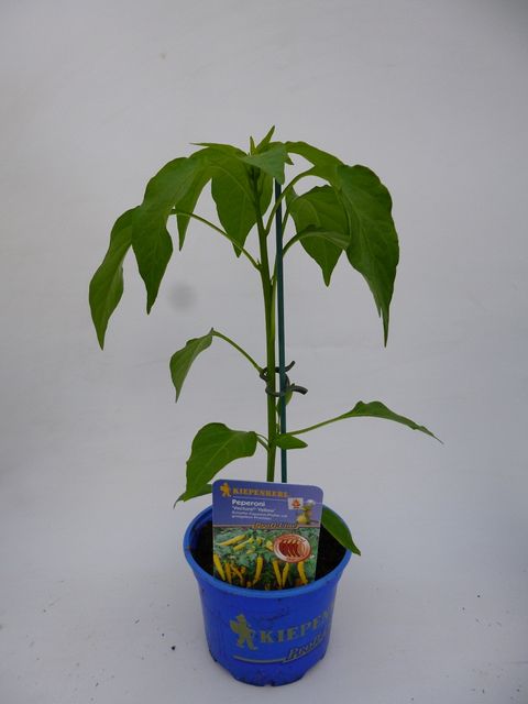 Капсикум однолетний 'Vectura Red'