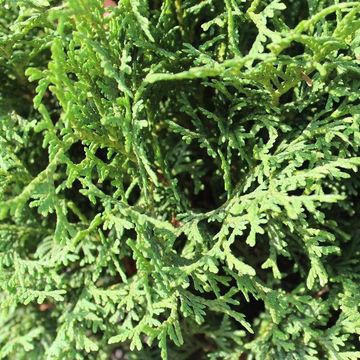 Thuja occidentalis 'Tiny Tim'