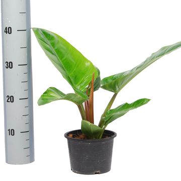 Philodendron melinonii